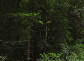 Discover Atherton’s Best Nature Walks and Trails: A Complete Guide